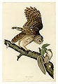 46. Barred Owl