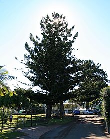 602346 - Hoop Pines (2009) .jpg