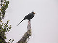 Apo myna