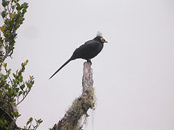 8454 Apo Myna 2. jpg