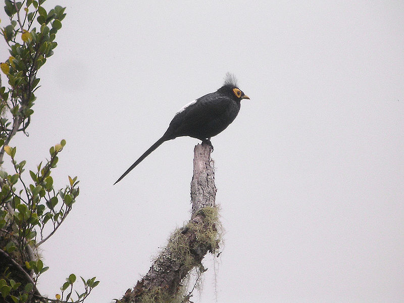 File:8454 Apo Myna 2.jpg