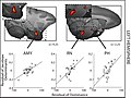 A-Neural-Circuit-Covarying-with-Social-Hierarchy-in-Macaques-pbio.1001940.g003.jpg