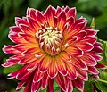 Dahlia