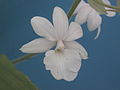 A and B Larsen orchids - Calanthe Harrishii DSCN0907.JPG