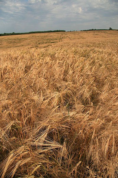 File:A field of barley - geograph.org.uk - 897666.jpg