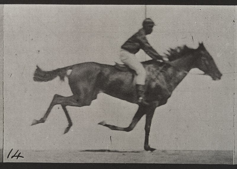 File:A galloping horse and rider. Plate 14 Wellcome L0038070.jpg