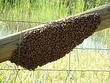 Swarm of honey bees on a wooden fence rail