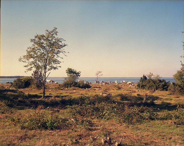 File:A tree and cows in a landscape (3708378827).jpg