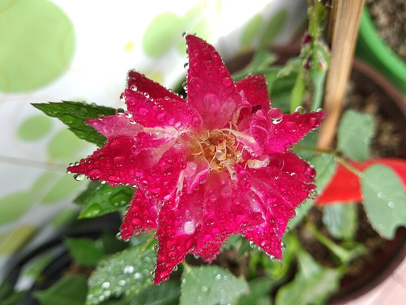 File:A variety of bangladeshi rose (4).jpg