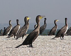 Jūras kraukļi (Phalacrocorax carbo)