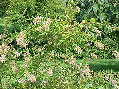 Abelia chinensis3.jpg