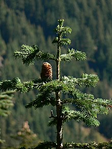 Cone growth