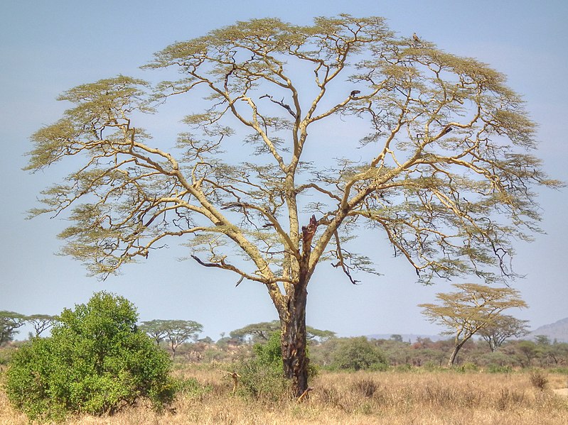 File:Acacia xanthophloea Fever Tree in Tanzania 2864 Nevit.jpg