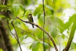 Thumbnail for File:Acadian flycatcher (42139623411).jpg