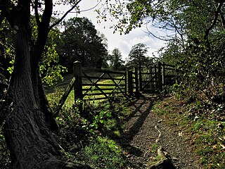 <span class="mw-page-title-main">Rectory Wood</span>