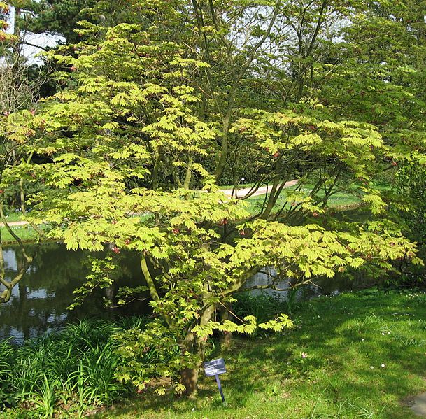 File:Acer japonicum 'Aconitifolium' 02 by Line1.jpg