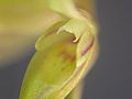 Acianthera gracilis