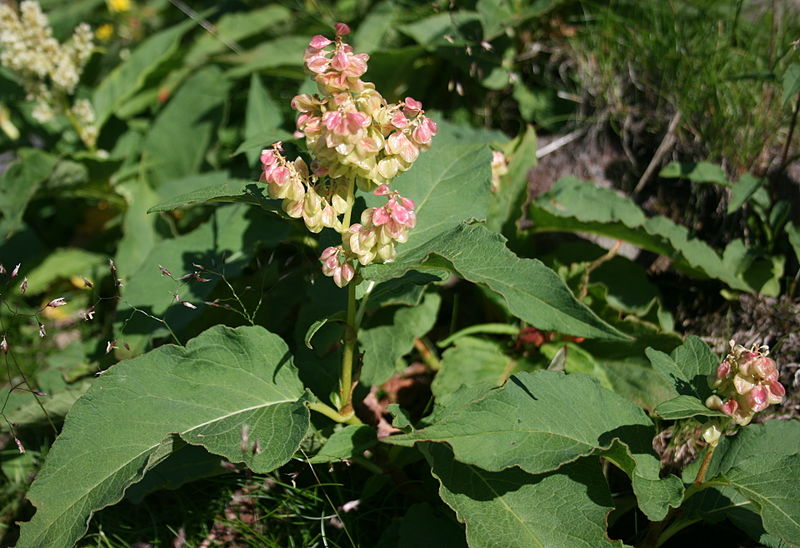 File:Aconogonon weyrichii var. alpinum in Mount Ontake 2010-08-27.jpg