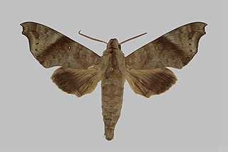 <i>Acosmeryx beatae</i> Species of moth
