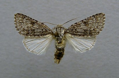 Mounted male