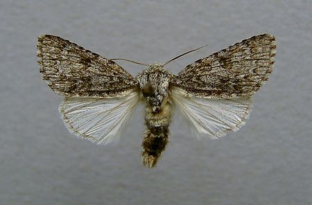 Acronicta euphorbiae