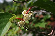 https://upload.wikimedia.org/wikipedia/commons/thumb/c/c5/Actinidia-arguta-flowers.jpg/220px-Actinidia-arguta-flowers.jpg