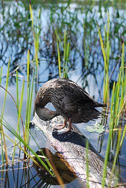 American black duck (Anas rubripes) on Follensby Clear Pond near Upper Saranac Lake in Adirondacks, New York.