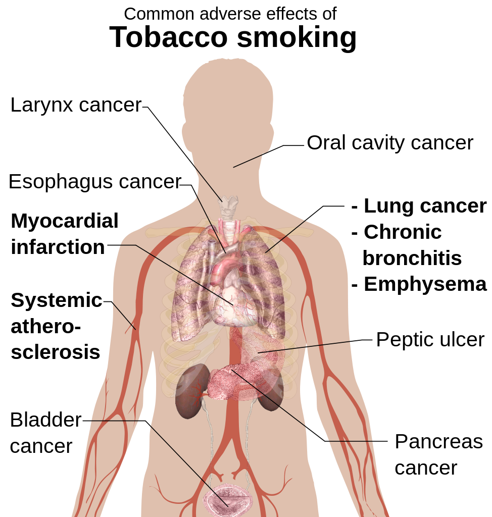 effects of smoking on the body