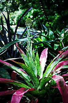 Aechmea pectinata (6404248913) .jpg