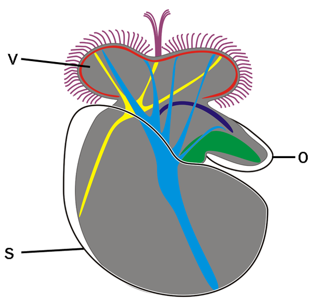 File:Aeolidiella stephanieae 13.png