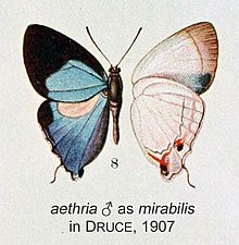 Aethria sebagai mirabilis di Druce1907.jpg