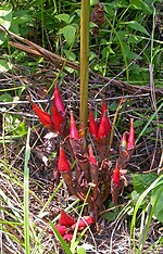 Vignette pour Cardamome de Madagascar