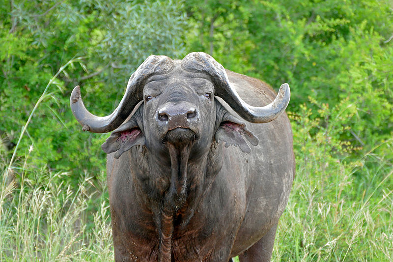 File:African Buffalo (Syncerus caffer) (16276029748).jpg