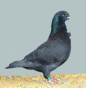 Pigeon biset — Wikipédia