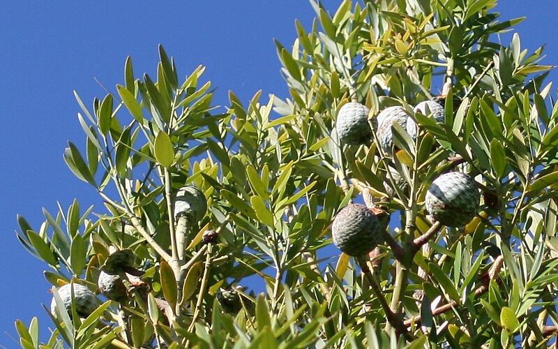 File:AgathisMacroCones.jpg