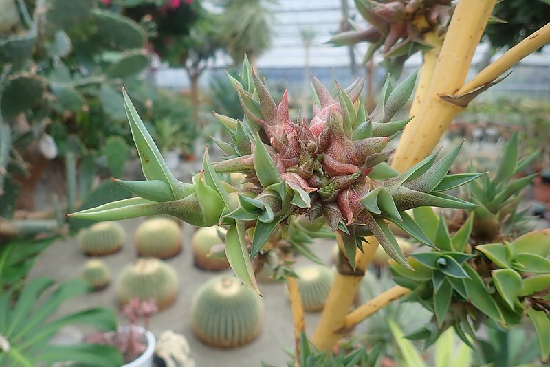 File:Agave Sanjusangendo Child stock 20190923 P9231589.JPG