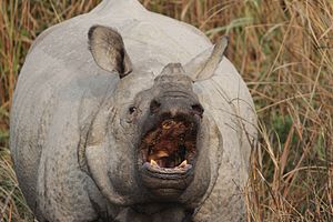 Rinoceronti Indian