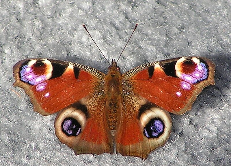 File:Aglais io (2007).jpg