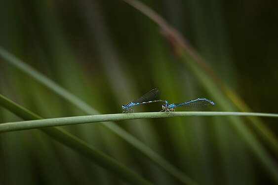 Accouplement d'Agrions mignons. Photograph: User:Slim Alileche