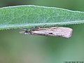 Agriphila inquinatella (Denis & Schiffermüller, 1775)