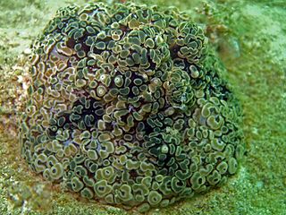 <i>Alicia sansibarensis</i> Species of sea anemone