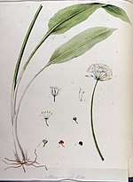 Allium ursinum - Flora Batava - Tom v11.jpg