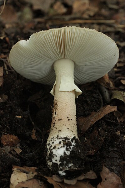 File:Amanita rubescens (35808082964).jpg