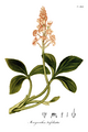 Menyanthes trifoliata Vol 3 Plate 46 from Jacob Bigelow: American Medical Botany (1817-20)