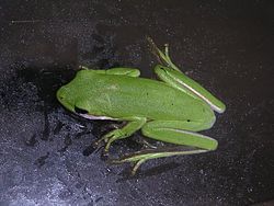 American green tree frog 1.JPG