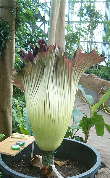 File:Amorphophallus titanum ThirdDayOfAnthesis BotGardBln05162011K.jpg