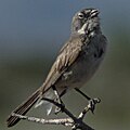 Adult male, El Rito, New Mexico