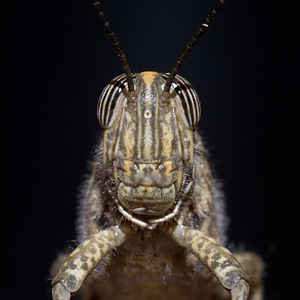 Anacridium aegyptium (Egyptian Locust)