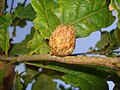 Andricus fecundator (Hartig, 1840) on Quercus robur