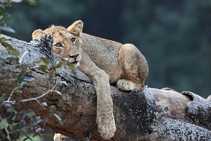1st Prize:Young Lion cub sleping on a log User:Francis soko